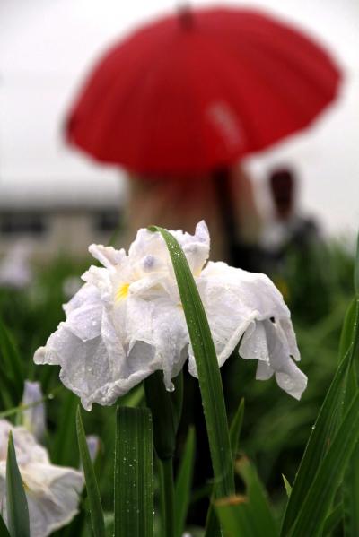 Solitary Journey ［914］ 花びらに黄色い斑紋があることが特徴だそうです＾＾； ＜向原‘花しょうぶまつり’＞広島県安芸高田市