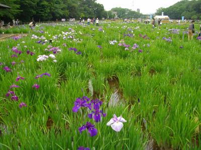 北山公園の菖蒲