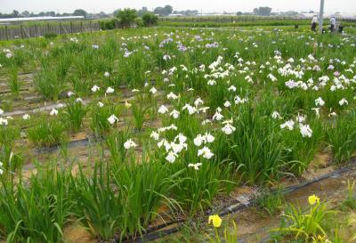 巨大モ−ルと菖蒲園