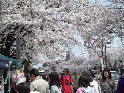 野田　清水公園　お花見