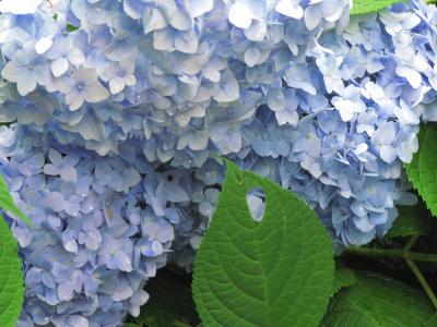 雨上がりのとしまえんであじさい祭り（2）霧のあじさい坂～育種家の遊歩道～あじさい宝石箱