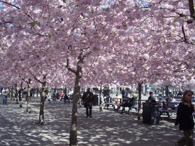 欧州桜旅・ストックホルムの桜