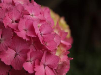 ２０１１　飛鳥山下　線路沿いに咲く　紫陽花　上