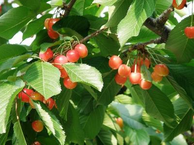 山梨県にさくらんぼ狩り