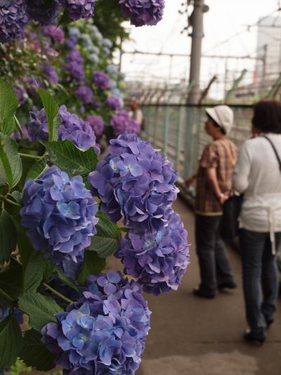 ２０１１　飛鳥山下　線路沿いに咲く　紫陽花　下