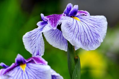 2011 萬葉公園　花しょうぶ祭