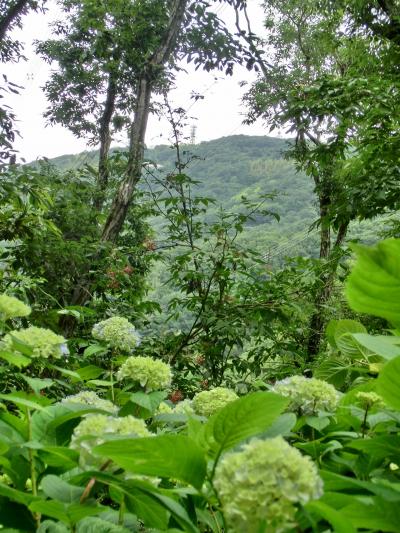 生駒の山頂で○○を叫ぶ ♪～＼（☆O☆）／ 　あじさいプロムナード