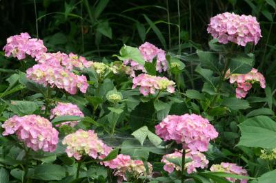 2011梅雨、三好池周辺のアジサイなど(5/5)：三好池の紫陽花(2)