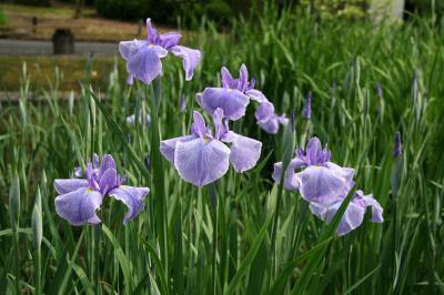 大阪「城北公園」の菖蒲園　2011