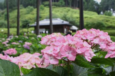 京都　梅雨の花めぐりの旅　～あじさい　三室戸寺～花菖蒲　平安神宮～