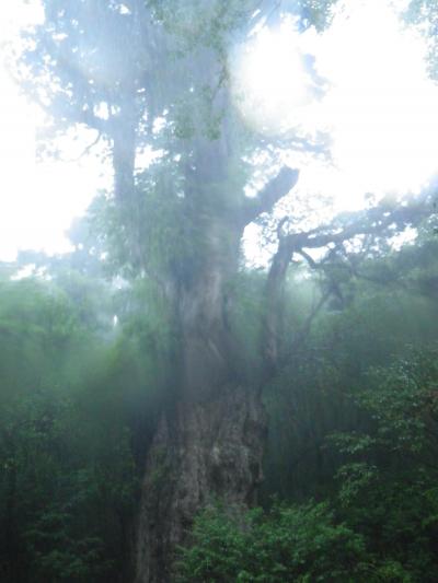 縄文杉に会いに行ってきました！