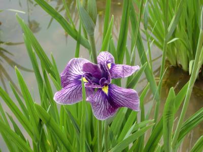 東村山にある北山公園の花菖蒲苑