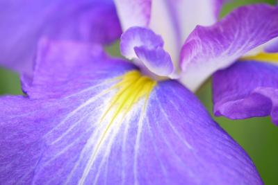 出張のついでに永沢寺の菖蒲とか。ちと早かった(*´；ェ；`*)