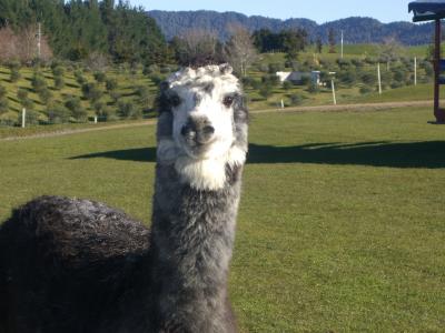 さぶすぎやん!NZ旅行(クライストチャーチ・ロトルア・ホキティカ)