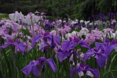 静寂の正伝寺と満開の花菖蒲を愛でに植物園へ