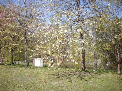 欧州桜旅・ヘルシンキ