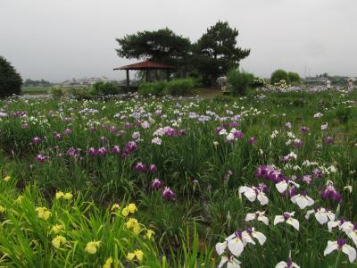 菖蒲町 しょうぶ