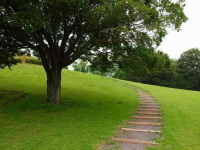 穏やかな　梅雨時のある日　古河総合公園で　花菖蒲を