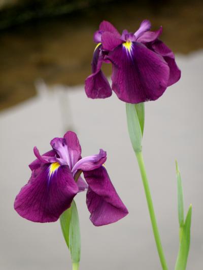 白、紫・・・ショウブ美しく　三ッ塚史跡公園