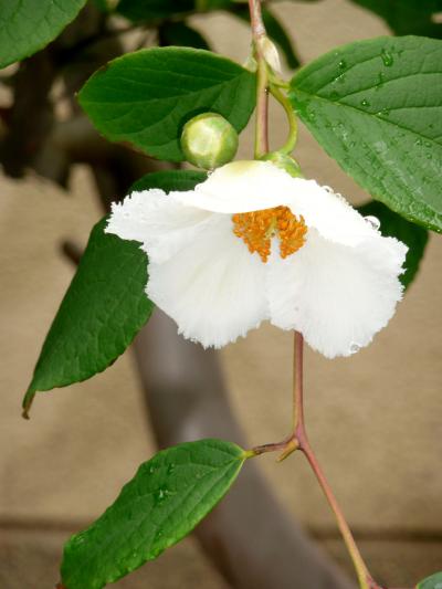 明石観音寺の沙羅の花