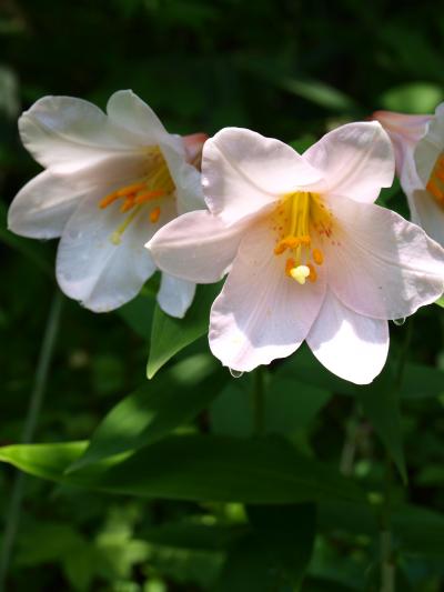 満開の「 芝桜 ・ ヒメサユリ 」 & 「 凧合戦 」 の旅 ＜ 新潟県魚沼市・見附市・三条市 ＞