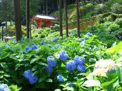 三室戸寺　あじさい紀行