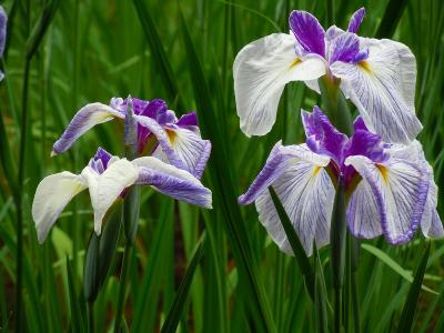 明治神宮　花菖蒲