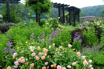 越後の旅（１）国営越後丘陵公園　バラ園と小ハイキング