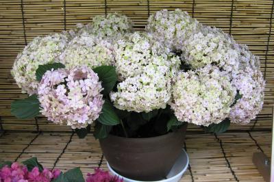 2011梅雨、なばなの里の紫陽花(5/11)：ブルーリング、ババリア、ロイヤル・ホワイト