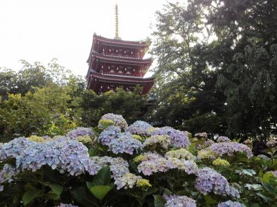 千葉のアジサイ寺 : 本土寺
