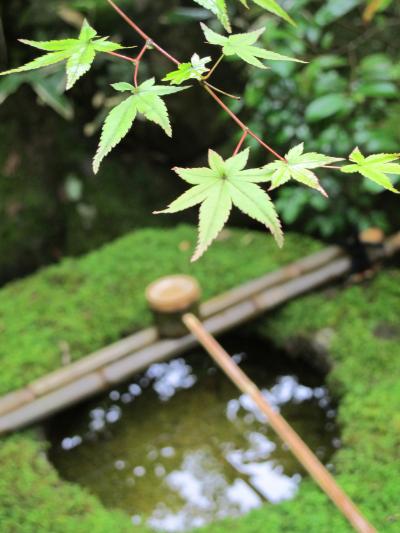 青を求めて京都・ついでの大阪【1.達人と行く京都】