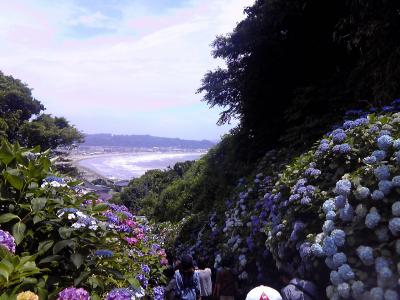 母娘旅②　鎌倉でのんびり休暇＆こみこみの紫陽花