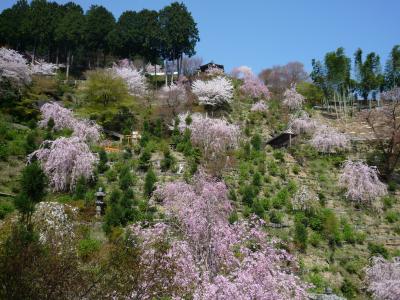 京都の桜を求めて