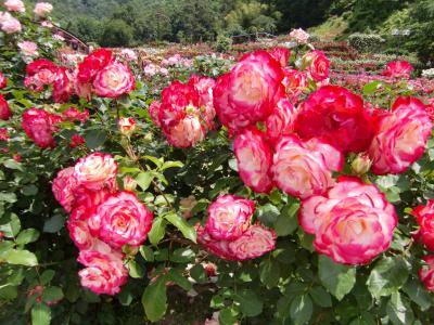 ♪山形宮城ふらり旅♪奥羽山脈のふもとでバラ公園へ寄り道♪編