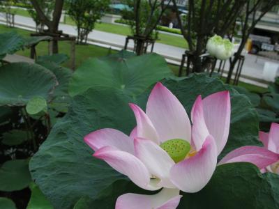 （マイルで行く）ユーラシア大陸横断一人旅～タイ編～