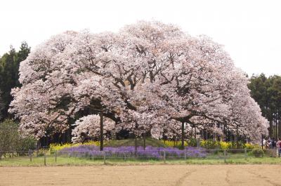 吉高の大桜