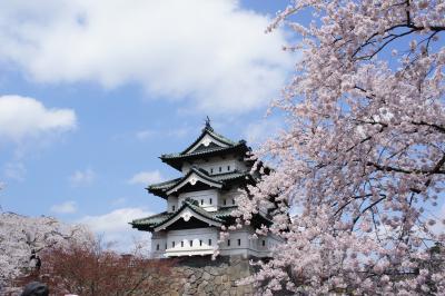 桜満開の弘前公園