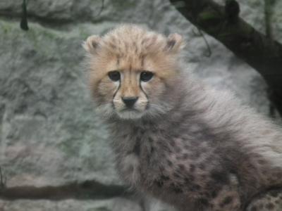 2011年ぐるっとパス　その４　多摩動物公園