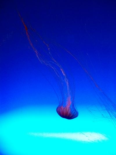 鎌倉あじさいの旅番外編～江の島水族館～