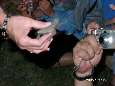 バンダバーグでカメの孵化観察とラム工場見学