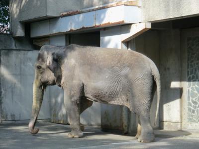 象のはな子に会いに。井の頭自然文化園へ