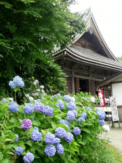 関西花の寺第１番霊場　丹州觀音寺のあじさい　