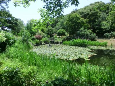 【見頃を過ぎた京成バラ園】　もう一つの楽しみ方