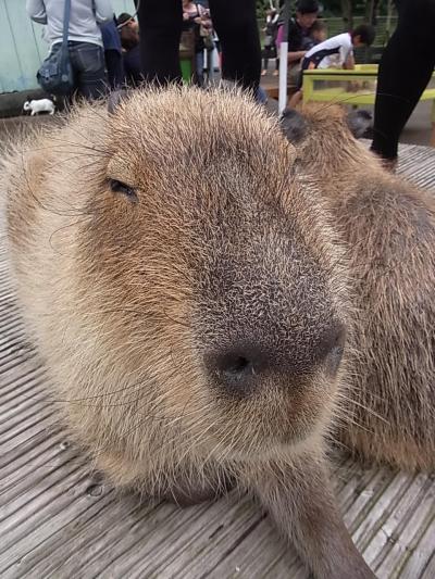 カピバラを訪ねて★伊豆望水へ★