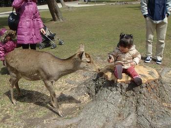 奈良　東大寺の大仏／奈良公園の鹿（9日目）