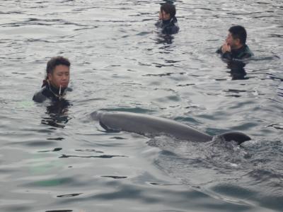 紀伊勝浦でドルフィンスイムから鳥羽までの旅行