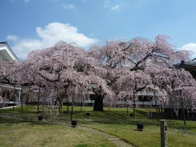 醍醐寺の桜と紅葉