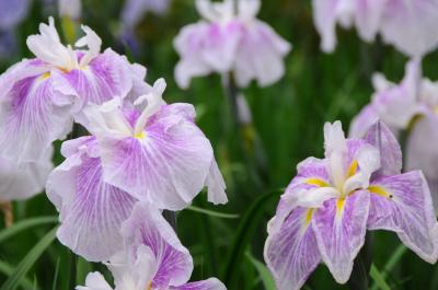 染谷花しょうぶ園と見沼の自然