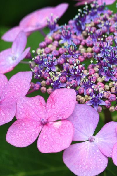 大阪街歩き(15) 極楽浄土の庭に咲く紫陽花 in 四天王寺
