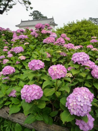 アジサイウォーキング おまけ 小田原城 花菖蒲＆アジサイ祭り 